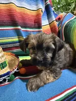 Taco, a male Morkie for sale in Canyon Lake, CA – 3 of 4