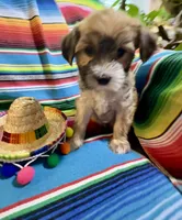 Burrito , a male Morkie for sale in Canyon Lake, CA – 2 of 3