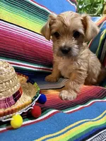 Patron , a female Morkie for sale in Canyon Lake, CA – 2 of 3