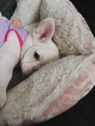Snowcake, a female French Bulldog for sale in San Bernardino, CA – 10 of 10