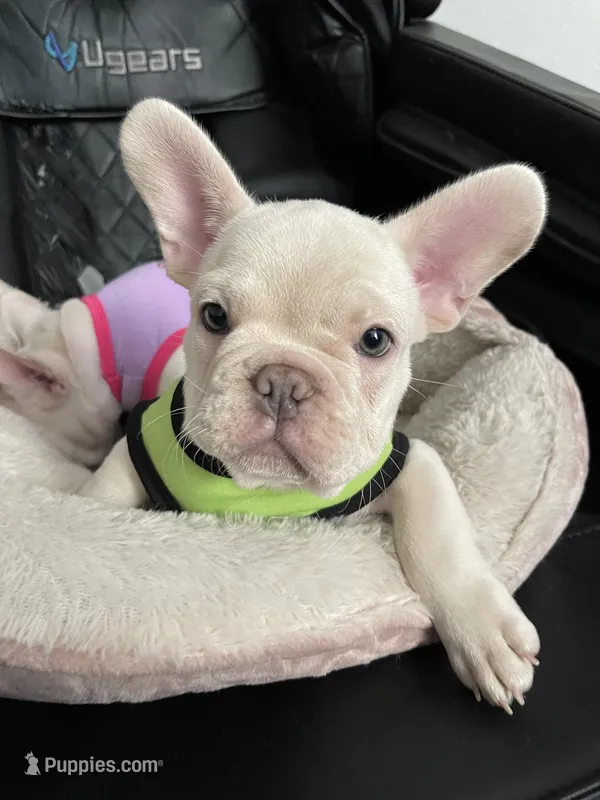 Marshmello – French Bulldog puppy for sale in San Bernardino, CA