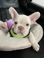 Marshmello, a male French Bulldog for sale in San Bernardino, CA – 1 of 9