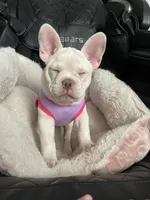 Snowcake, a female French Bulldog for sale in San Bernardino, CA – 5 of 10