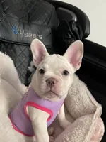 Snowcake, a female French Bulldog for sale in San Bernardino, CA – 3 of 10