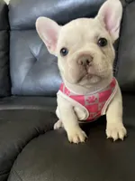 Snowcake, a female French Bulldog for sale in San Bernardino, CA – 7 of 10