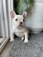 Snowcake, a female French Bulldog for sale in San Bernardino, CA – 8 of 10