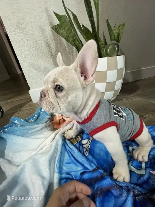 Marshmello – French Bulldog puppy for sale in San Bernardino, CA