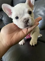 Snowcake, a female French Bulldog for sale in San Bernardino, CA – 9 of 10