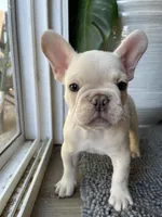 Marshmello, a male French Bulldog for sale in San Bernardino, CA – 7 of 9