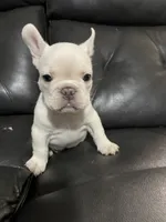 Marshmello, a male French Bulldog for sale in San Bernardino, CA – 8 of 9