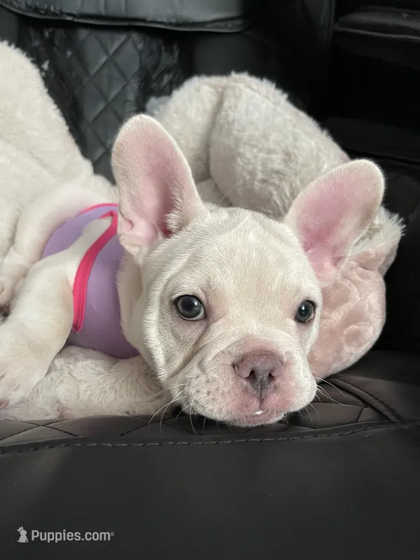 Snowcake – French Bulldog puppy for sale in San Bernardino, CA