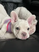Snowcake, a female French Bulldog for sale in San Bernardino, CA – 1 of 10