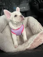 Snowcake, a female French Bulldog for sale in San Bernardino, CA – 4 of 10