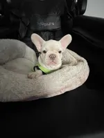 Marshmello, a male French Bulldog for sale in San Bernardino, CA – 2 of 9