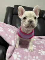 Snowcake, a female French Bulldog for sale in San Bernardino, CA – 6 of 10