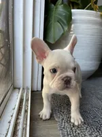 Marshmello, a male French Bulldog for sale in San Bernardino, CA – 3 of 9