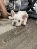 Marshmello, a male French Bulldog for sale in San Bernardino, CA – 4 of 9