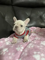 Marshmello, a male French Bulldog for sale in San Bernardino, CA – 6 of 9