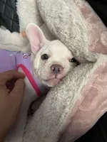 Snowcake, a female French Bulldog for sale in San Bernardino, CA – 2 of 10