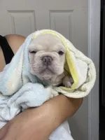 Marshmello, a male French Bulldog for sale in San Bernardino, CA – 5 of 9