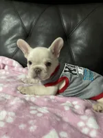 Marshmello, a male French Bulldog for sale in San Bernardino, CA – 9 of 9