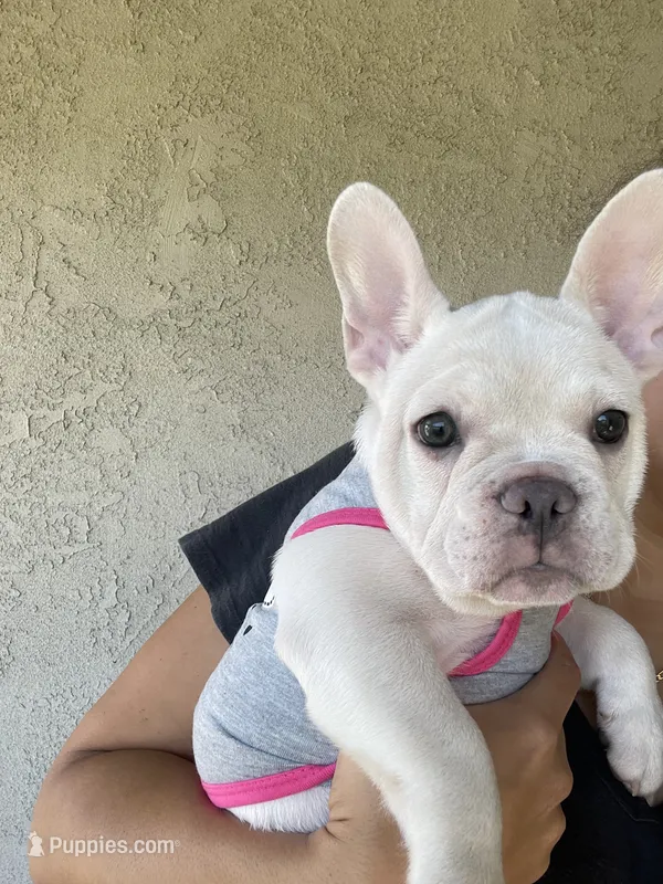 Snowcake – French Bulldog puppy for sale in San Bernardino, CA