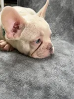 Kodi, a male French Bulldog for sale in Columbus, GA – 2 of 5