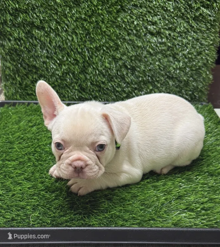 Gordo – French Bulldog puppy for sale in Columbus, GA