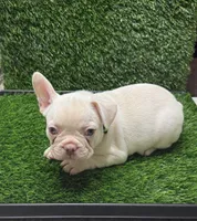 Gordo, a male French Bulldog for sale in Columbus, GA – 1 of 6