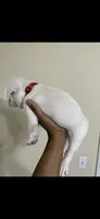 Cruz, a male French Bulldog for sale in Columbus, GA – 3 of 5