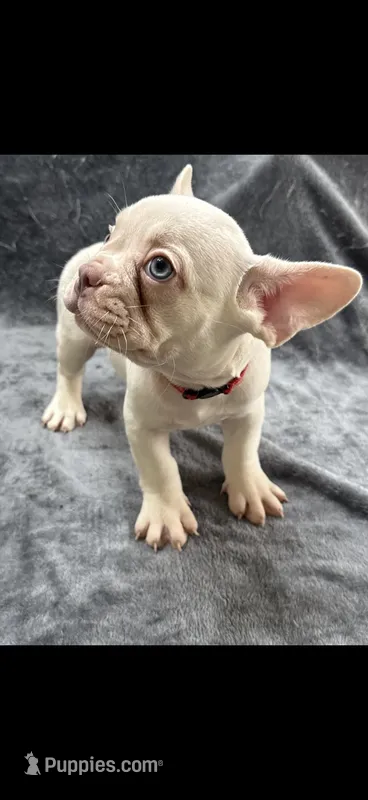 Cruz – French Bulldog puppy for sale in Columbus, GA