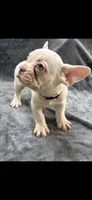 Cruz, a male French Bulldog for sale in Columbus, GA – 1 of 4