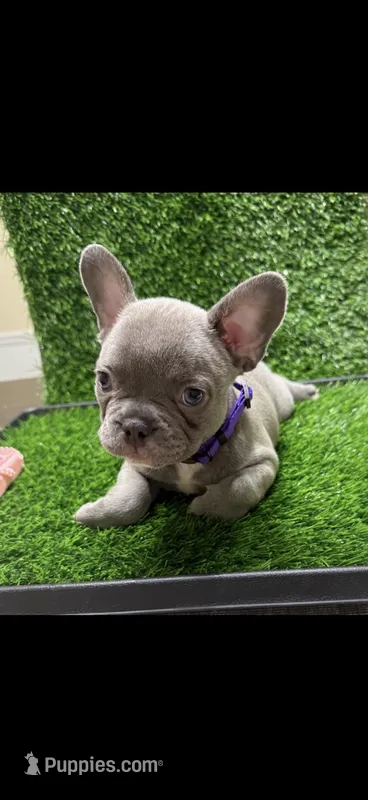 Zoey – French Bulldog puppy for sale in Columbus, GA