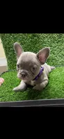 Zoey, a female French Bulldog for sale in Columbus, GA – 1 of 5