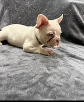 Gordo, a male French Bulldog for sale in Columbus, GA – 2 of 6