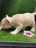 Chip, a male French Bulldog for sale in Columbus, GA – 2 of 5