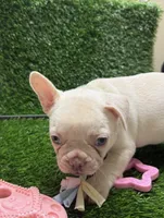 Gordo, a male French Bulldog for sale in Columbus, GA – 2 of 6