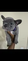 Zoey, a female French Bulldog for sale in Columbus, GA – 3 of 5