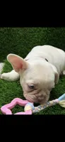 Cruz, a male French Bulldog for sale in Columbus, GA – 4 of 5