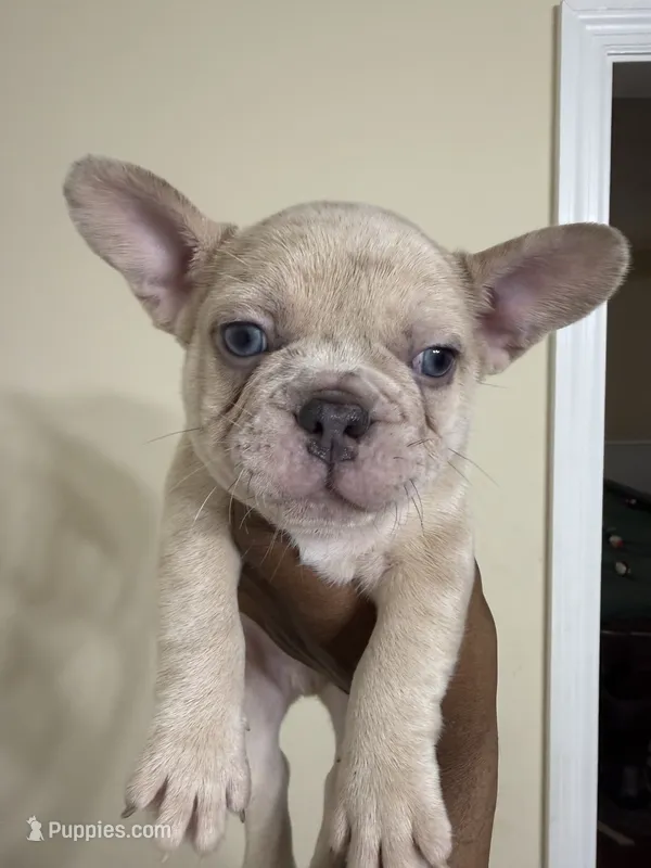 Chip – French Bulldog puppy for sale in Columbus, GA