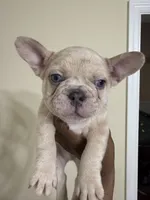 Chip, a male French Bulldog for sale in Columbus, GA – 3 of 5