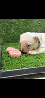 Nolan, a male French Bulldog for sale in Columbus, GA – 2 of 6