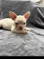 Gordo, a male French Bulldog for sale in Columbus, GA – 3 of 6