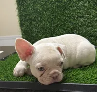Gordo, a male French Bulldog for sale in Columbus, GA – 5 of 6