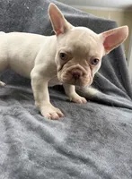 Gordo, a male French Bulldog for sale in Columbus, GA – 4 of 6
