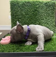 Zoey, a female French Bulldog for sale in Columbus, GA – 2 of 5