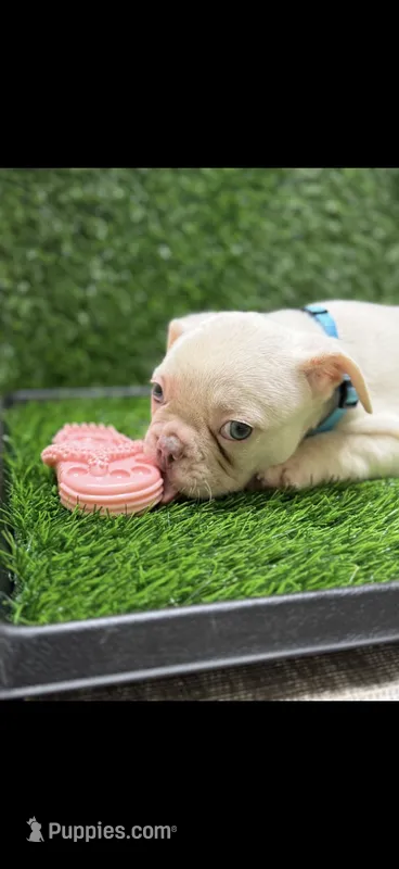 Nolan – French Bulldog puppy for sale in Columbus, GA