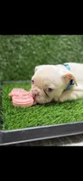 Nolan, a male French Bulldog for sale in Columbus, GA – 1 of 6