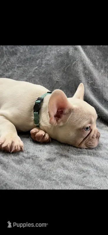 Kodi – French Bulldog puppy for sale in Columbus, GA