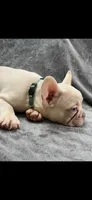 Kodi, a male French Bulldog for sale in Columbus, GA – 1 of 5